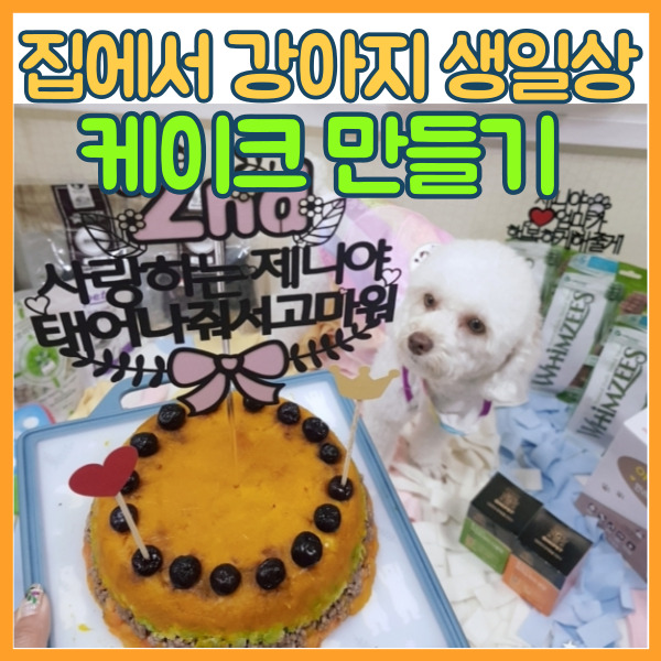  강아지 케이크 만들기 집에서 생일상 파티 오븐없이가능