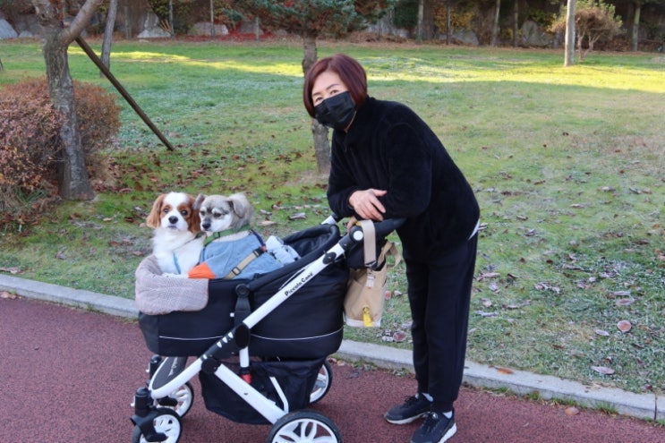  중형견 다둥이 유모차 피콜로카네 두달 사용 후기