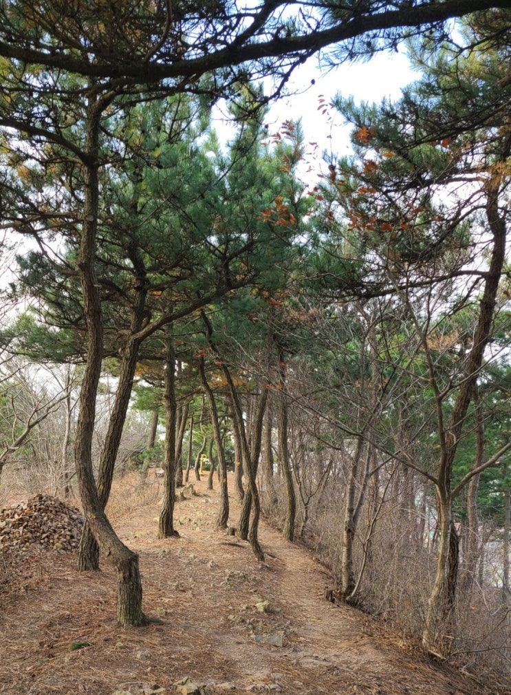  군산 월명공원 등산 코스(주차장~월명산~장계산~점방산~수변로~원점)