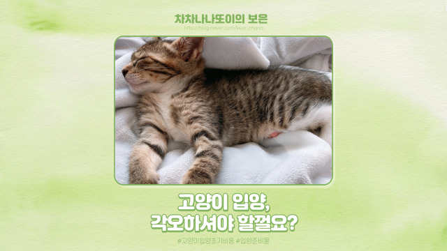  고양이 입양, 각오하시는 게 좋을걸요? 초기 비용부터 필요 준비물까지