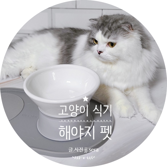 무엇보다 고양이 밥그릇 높이 중요하죠! 해야지펫 고양이 식기 추천해요. (ft. 강아지 식기 )