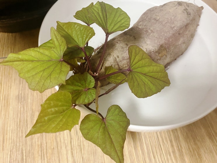  고구마 키우기 수경재배 도전