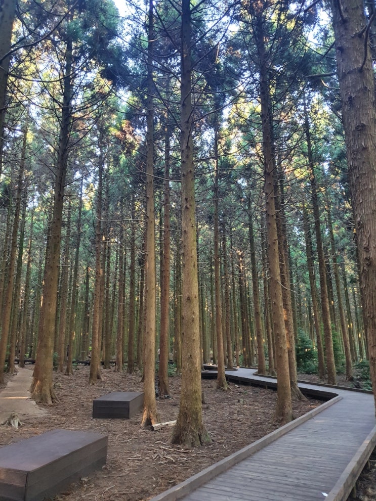  [제주여행 4일차] 별미콩나물국밥집 / 절물자연휴양림 / 사려니숲길붉은오름입구 / 함덕흑돼지 돈주는빠식이 / 메이더호텔