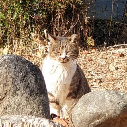 어린이대공원 고양이(식물원냥이)