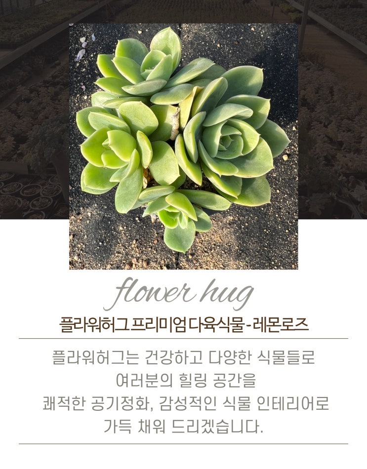  프리미엄 다육이 레몬로즈 묵은둥이
