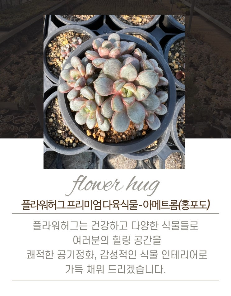  프리미엄 다육이 아메트롬 홍포도 묵은둥이