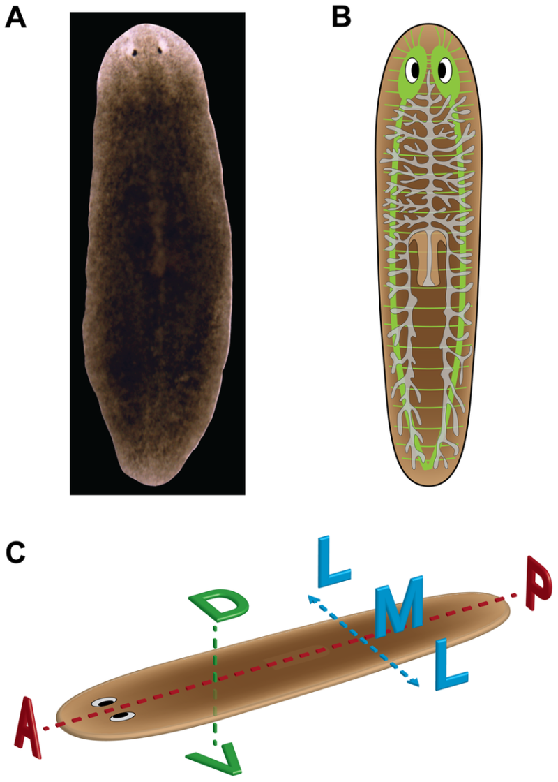 海 이야기] 각양각색의 개성파, 나선동물 이야기 : KMI 한국해양수산개발원 : 네이버 블로그, image size:800x1120