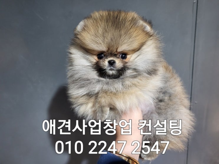  애견사업창업 애견분양샵창업 탑클래스펫을 찾아주세요