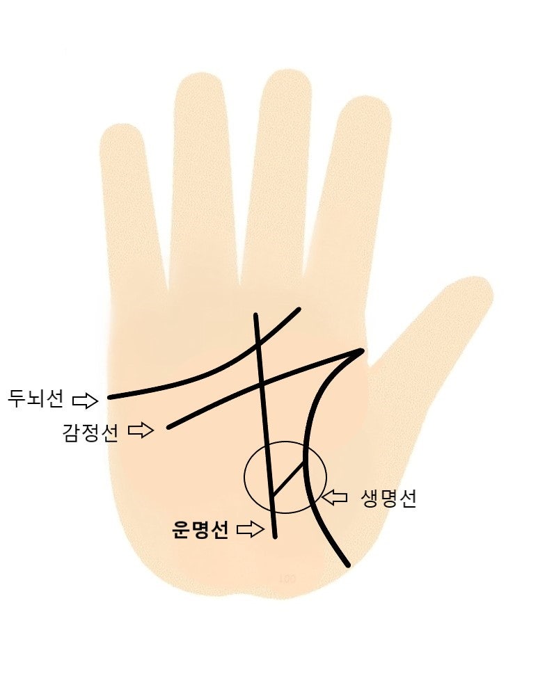 [공지] 손금, 왼손, 오른손 보는 법, 80세에도 돈 많이 버는 멋쟁이 할머니.