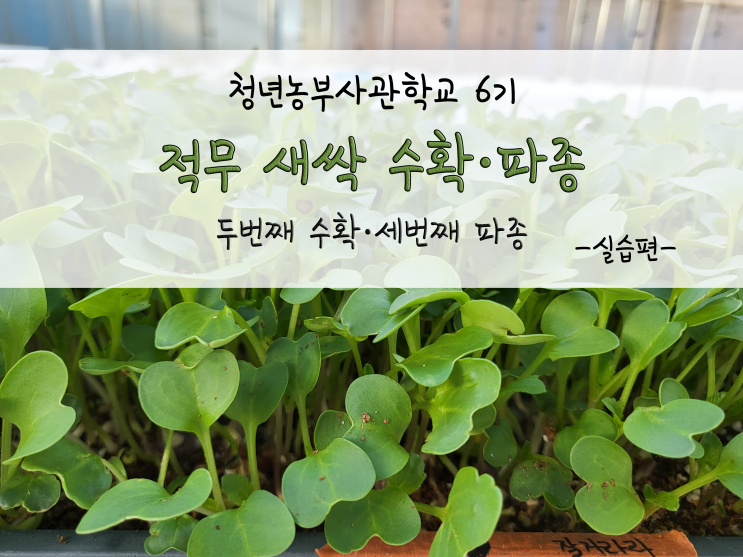  적무 새싹 수확하기, 부직포에 파종하기(바쁜 생육실습)_211126