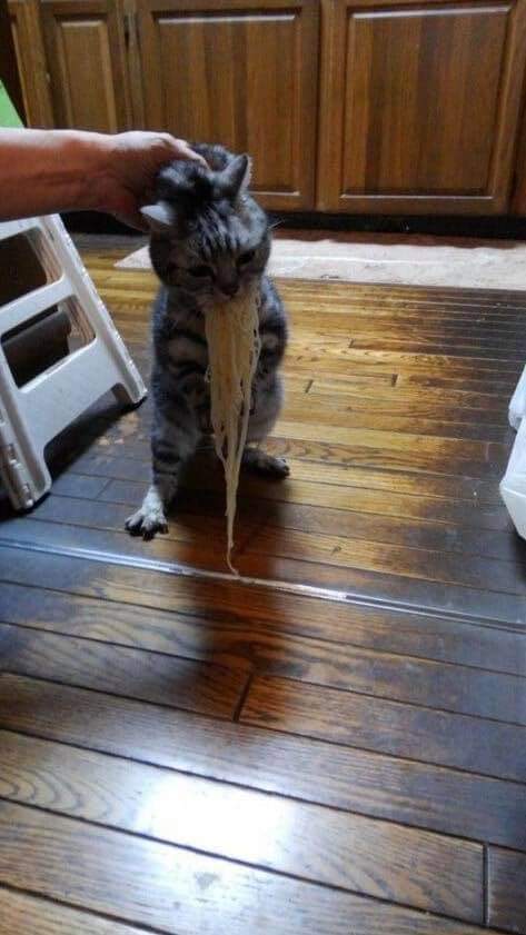  심심함에 터는 귀여운존재들!!! 고양이 강아지 짤 #15탄