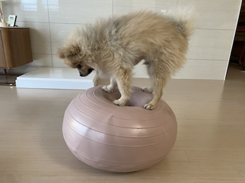 강아지 짐볼 내돈내산 후기 근데 이제 노꼬미의 빡침을 곁들인