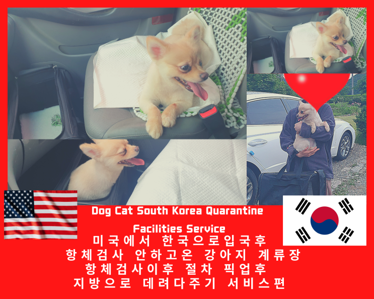  반려동물 반려견 반려묘 애견 애묘 고양이 강아지 입국 항체검사 검역 계류장