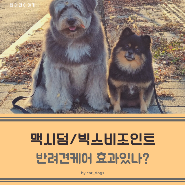 맥시덤/빅스비조인트로 반려견 모질,관절 관리 효과있나?
