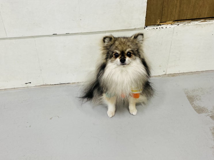  유치원 간 꾸꾸