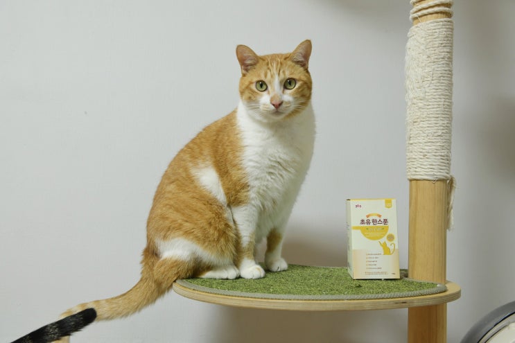  [38.5] 고양이영양제 초유한스푼 for cat 리뷰