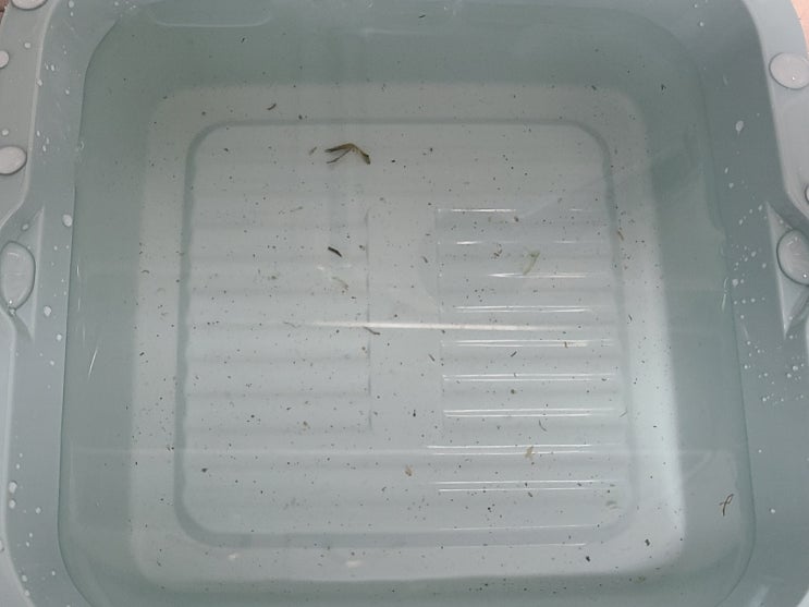  부추 정구지 손질하고 보관하는 방법