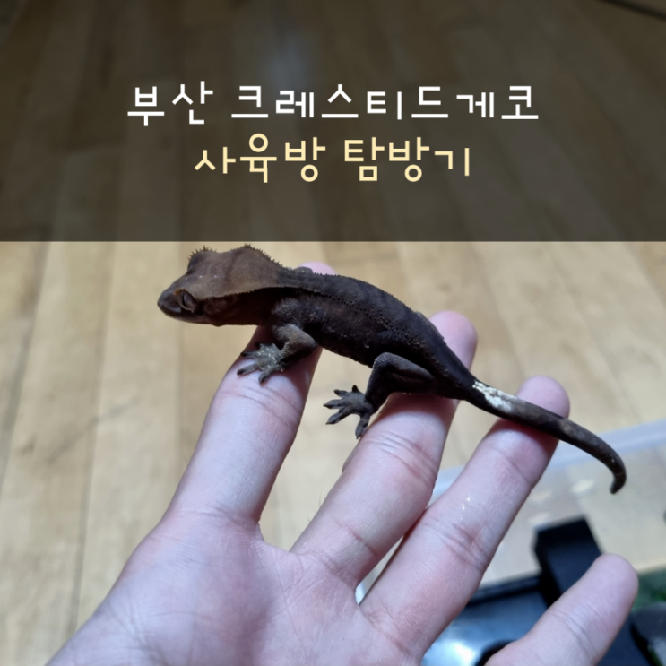  부산 크레스티드게코 사육방 탐방기
