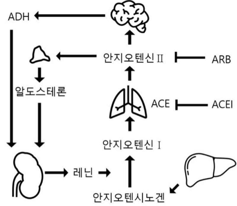 [약물치료학] 고혈압치료제 ACEI, ARB