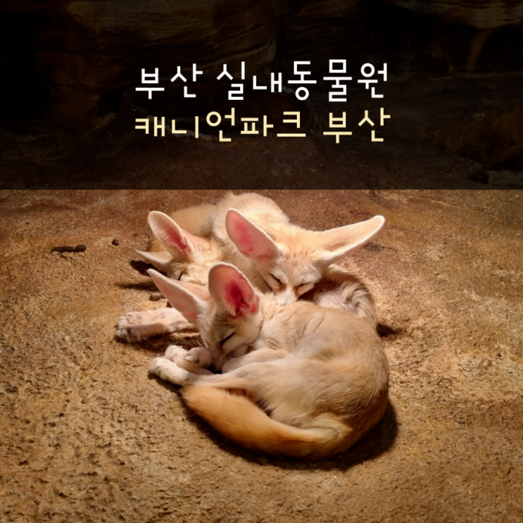  부산 실내동물원 캐니언파크 부산