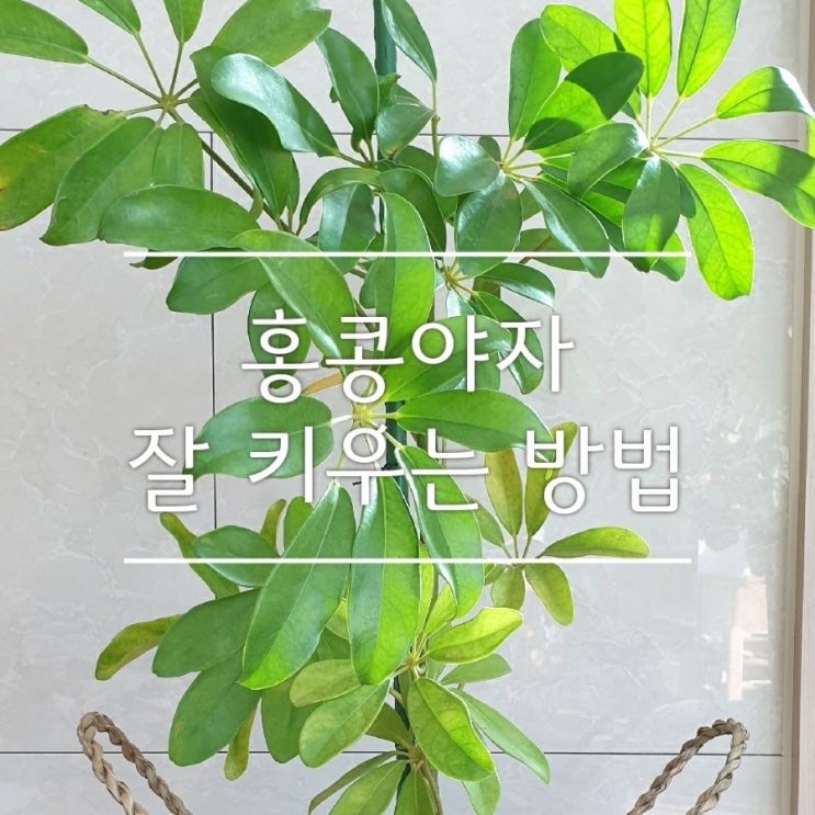  시원한 여름 분위기 연출하는 홍콩 야자 키우기 (*집들이 화분 추천)