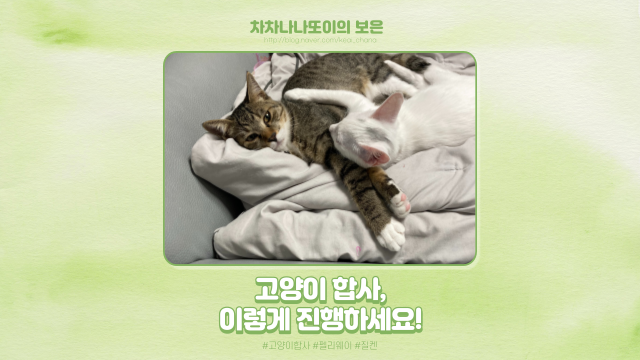  다묘집사, 고양이 합사 이렇게 했다. 격리부터 진행 과정까지 알려드릴게요!