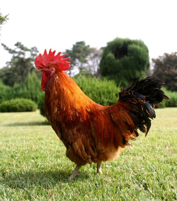  12띠 성격과 궁합-닭띠남자와 닭띠여자중심으로