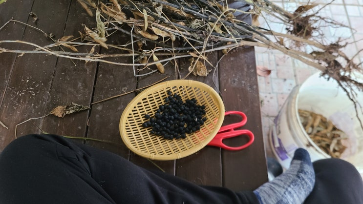  서리태 효능과부작용