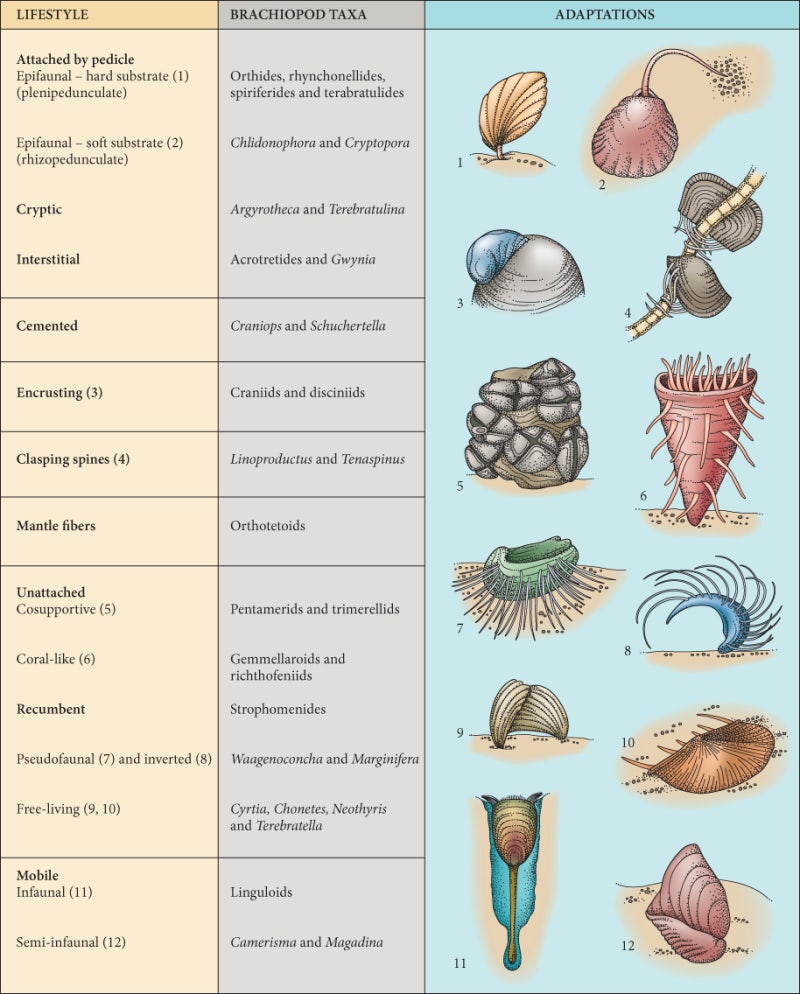 海 이야기] 각양각색의 개성파, 나선동물 이야기 : KMI 한국해양수산개발원 : 네이버 블로그, image size:800x994