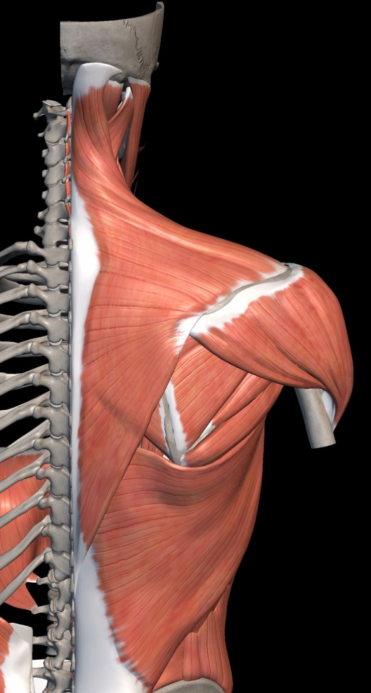 승모근(Trapezius)의 통증유발점(Trigger Points), 목, 어깨, 등 통증