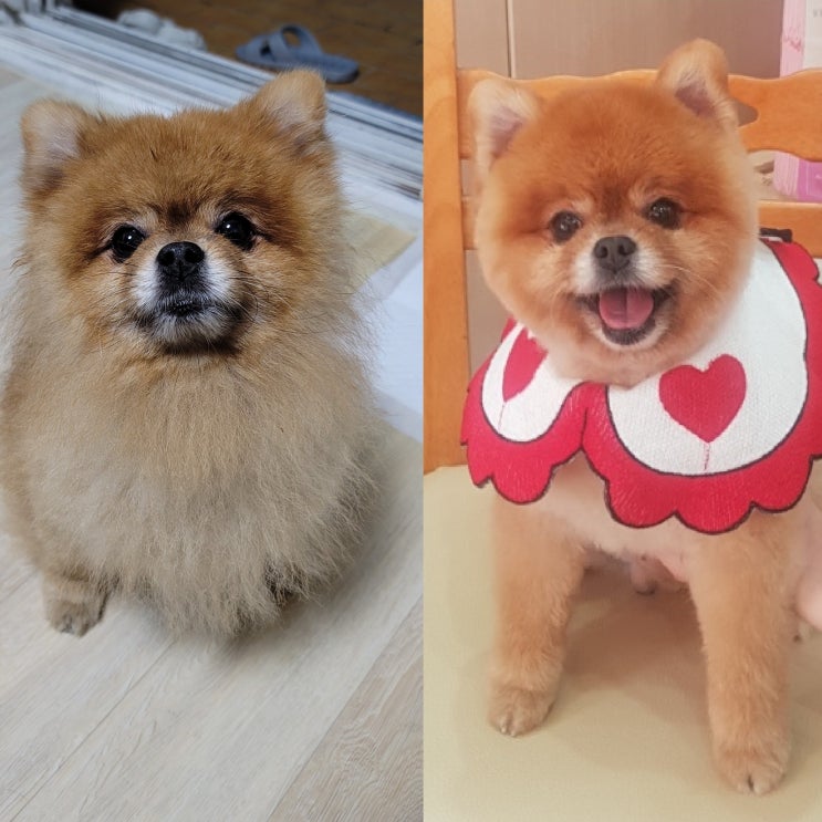  부평 애견미용&애견용품, 강아지미용, 포메 곰돌이컷 - 몽몽뷰티