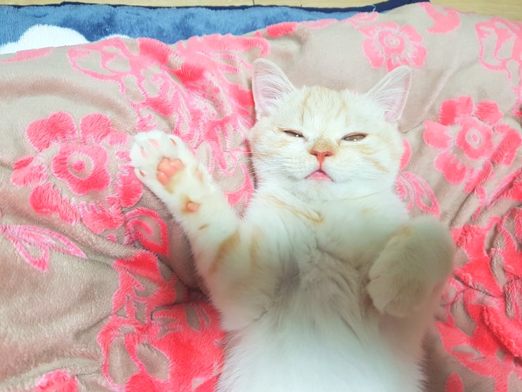  이사 온 지 한 달이 좀 지난 후.. 고양이와 지내기 :