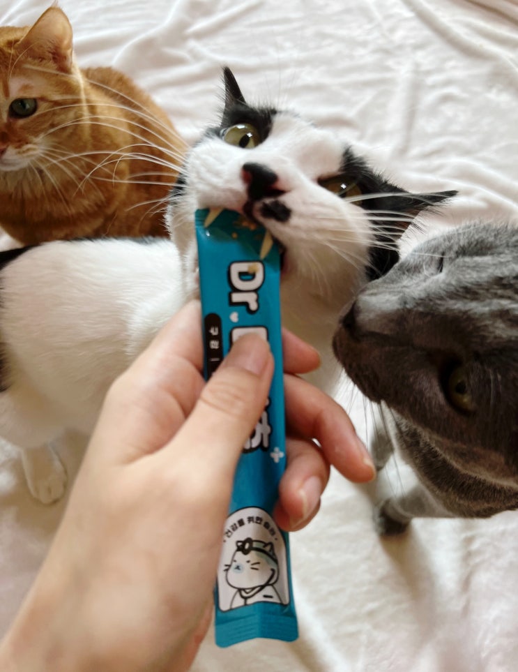  치아건강과 구강관리에 도움 주는 고양이 츄르 "닥터메디츄"