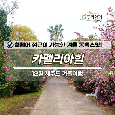  겨울여행! 동백꽃의 계절 '12월 제주도 카멜리아힐'