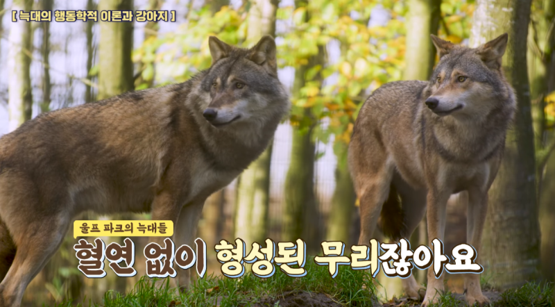 늑대와 개의 차이점은 무엇입니까