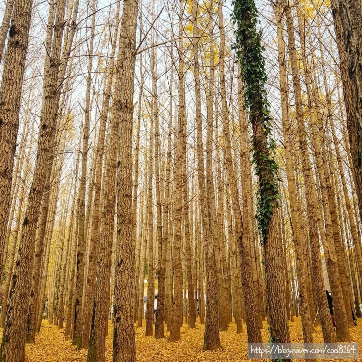 경주 가볼만한 곳, 가을 분위기를 느낄 수 있었던 도리마을, 경주 은행나무 숲 명소