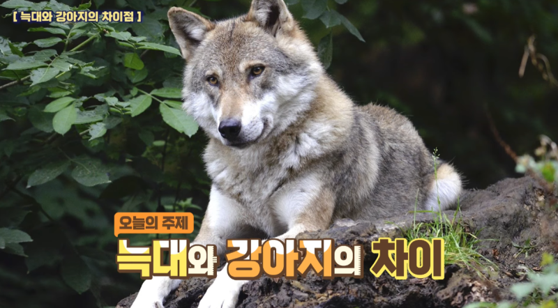늑대와 개의 차이점은 무엇입니까