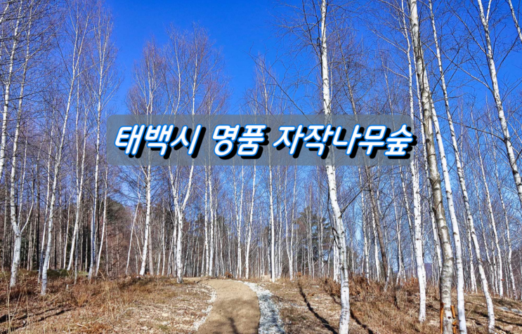 겨울 도시 태백시 아름다운 자작나무 숲 겨울 도시 태백시 아름다운 자작나무 숲