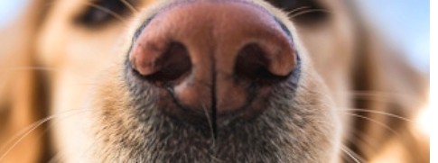 강아지 코가 촉촉하고 차가운 이유