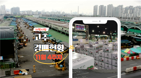  [경매사가 알립니다] 가락시장 11월 4주차 고추유통 현황