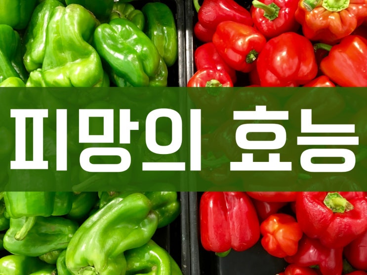  백내장과 눈 건강에 좋은 음식 파프리카와 피망의 차이와 효능