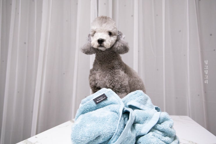  강아지 천연 펫타올, 흡수력이 뛰어난 웰스비 밤부타올
