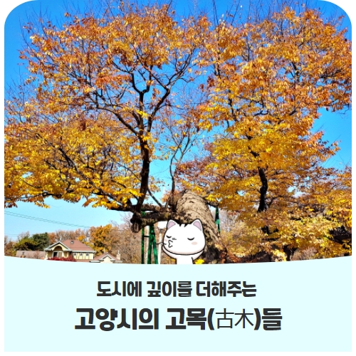 도시의 깊이를 더해주는 고양시 고목들 도시의 깊이를 더해주는 고양시 고목들