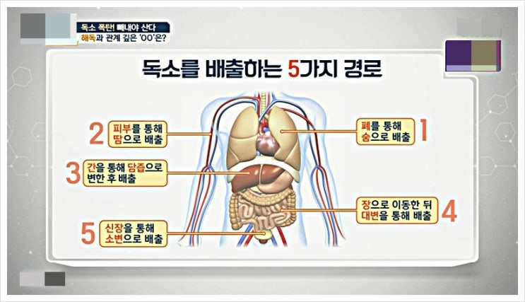  단백질 지나치면 독 아미노산 필수 영양소