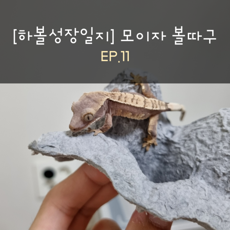  [하볼성장일지] 모이자 볼따구 EP.11