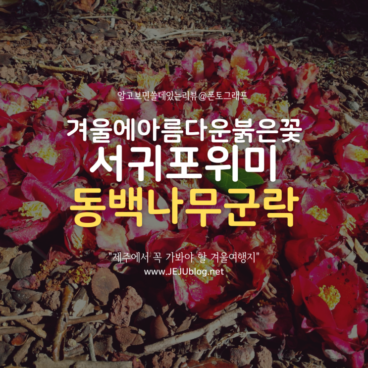  제주겨울여행 꼭 가봐야 할 곳! 서귀포 위미동백나무군락지~ 아름다운 동백꽃명소!