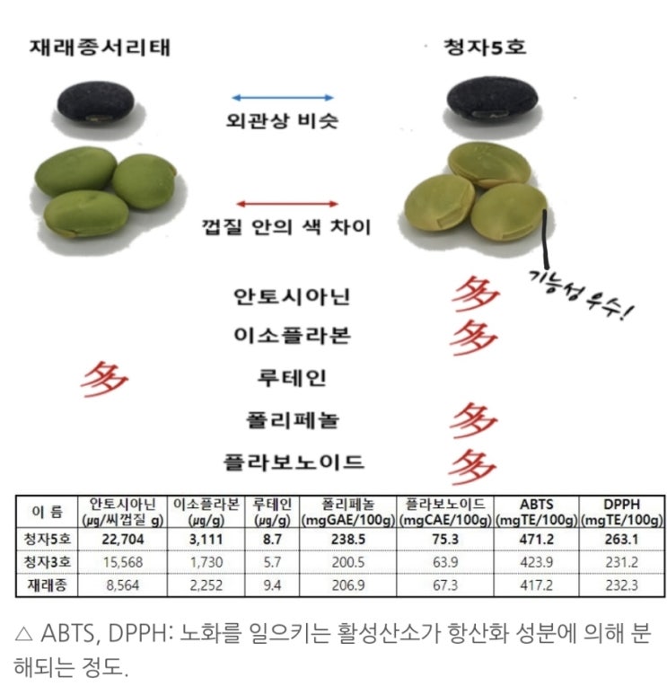  서리태콩 청자5호 효능
