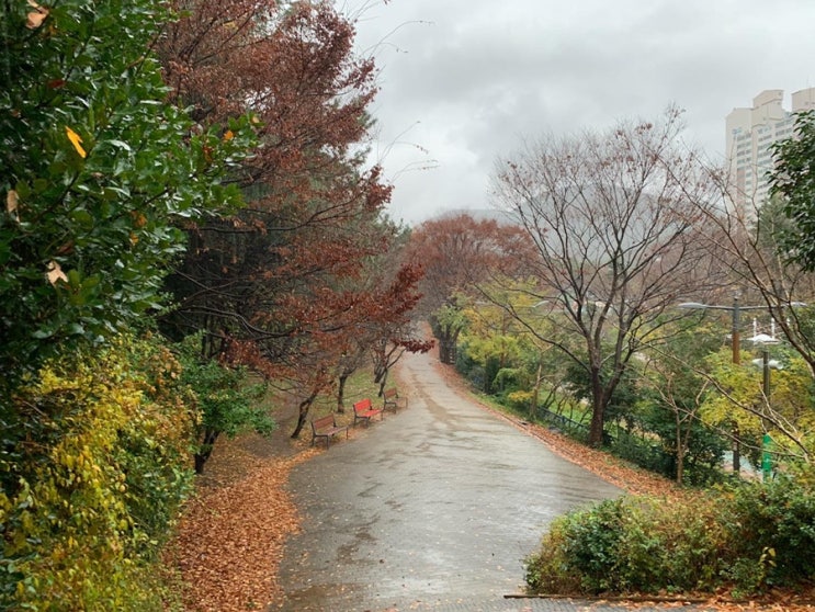비내리는 오늘, 우산쓰고 걸으며 가을의 끝자락 느끼기️