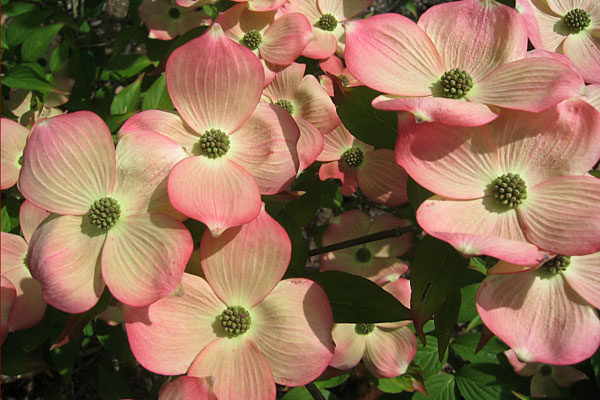 미산딸나무 스텔라핑크 키우기 How to Grow Stellar Pink Flowering Dogwood (feat 미산딸나무 산딸나무 종류 및 개화순서)