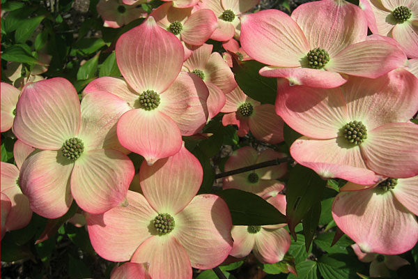  미산딸나무 스텔라핑크 키우기 How to Grow Stellar Pink Flowering Dogwood (feat 미산딸나무 산딸나무 종류 및 개화순서)